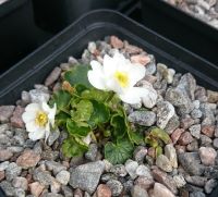 Ranunculus bilobus - 8cm pot 